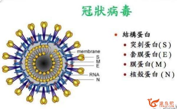 2020高考必考 新型冠状病毒高中生物知识点汇总及练习题Wor