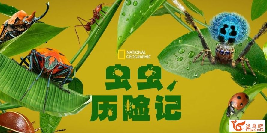 迪士尼自然科普纪录片《虫虫历险记 A Real Bug\'s Life》又名：真实虫虫危机 第1季 全5