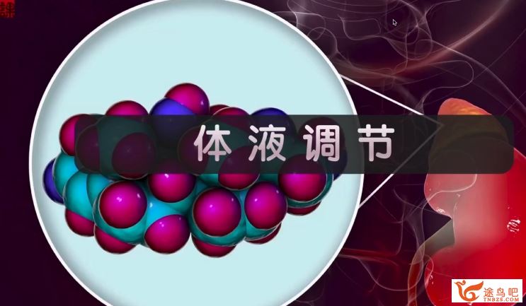 张鹏2024年高考生物全程班一轮秋季班更新13讲 张鹏高考生物网课怎么样