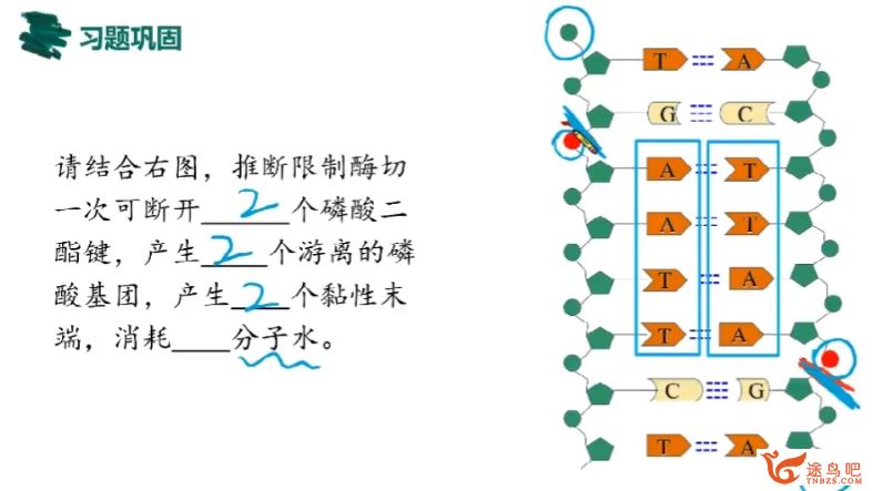 段瑞莹2024年高考生物一轮复习秋季班更新2讲百度网盘 段瑞莹生物怎么样